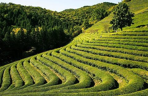 Happy Valley Tea Estate – The Home of World-Class Tea