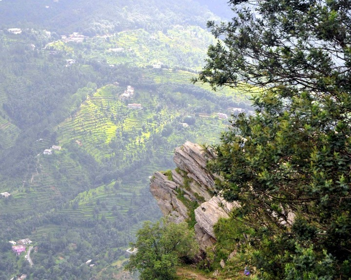 chauli ki jali mukteshwar